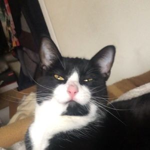 Meet your Posher, Daphne